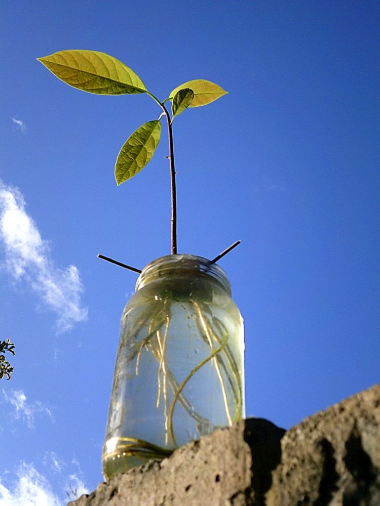 In recovery we are encouaged to grow a plant, my answer was the avocado!!